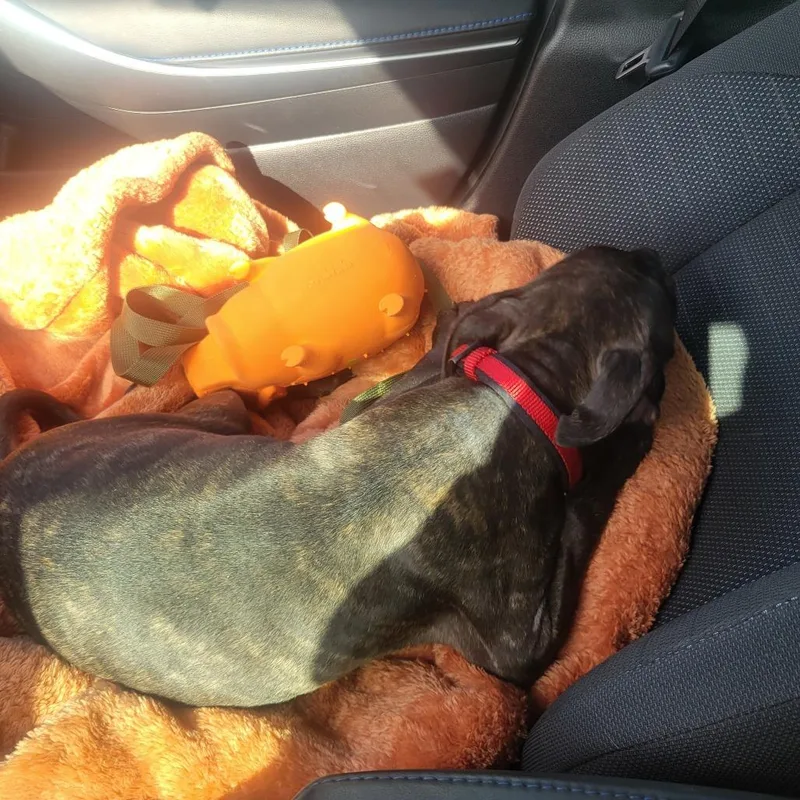 A baby small-sized male Brindle Mixed Breed dog named Gregory for adoption in Austin, TX