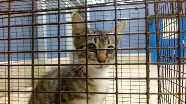 A baby small-sized female Domestic Short Hair cat named Osiris for adoption in Miami, FL