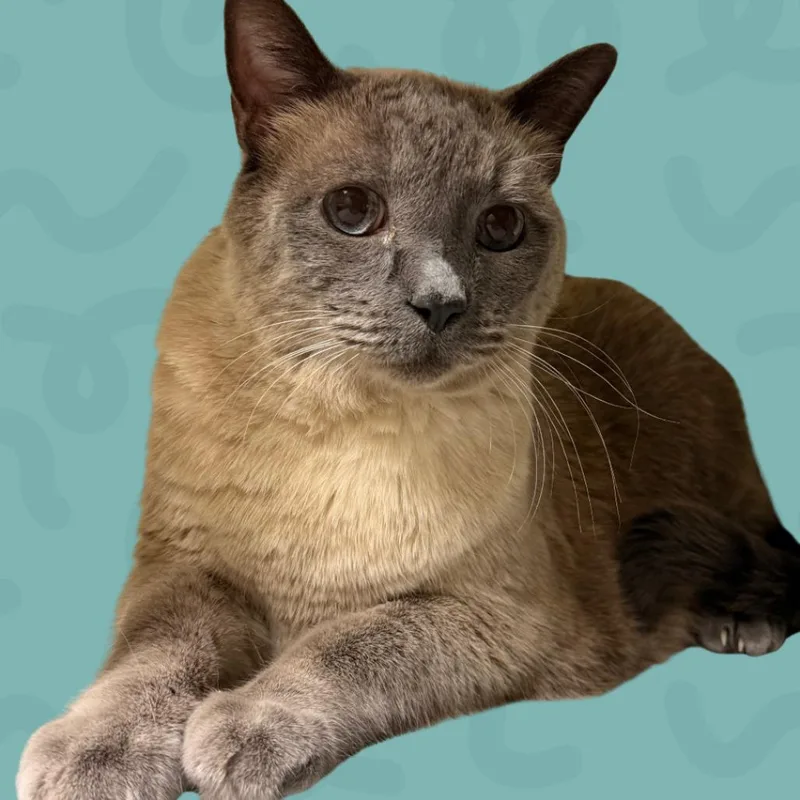 A senior large-sized male Seal Point Domestic Short Hair cat named JayJay for adoption in Reno, NV