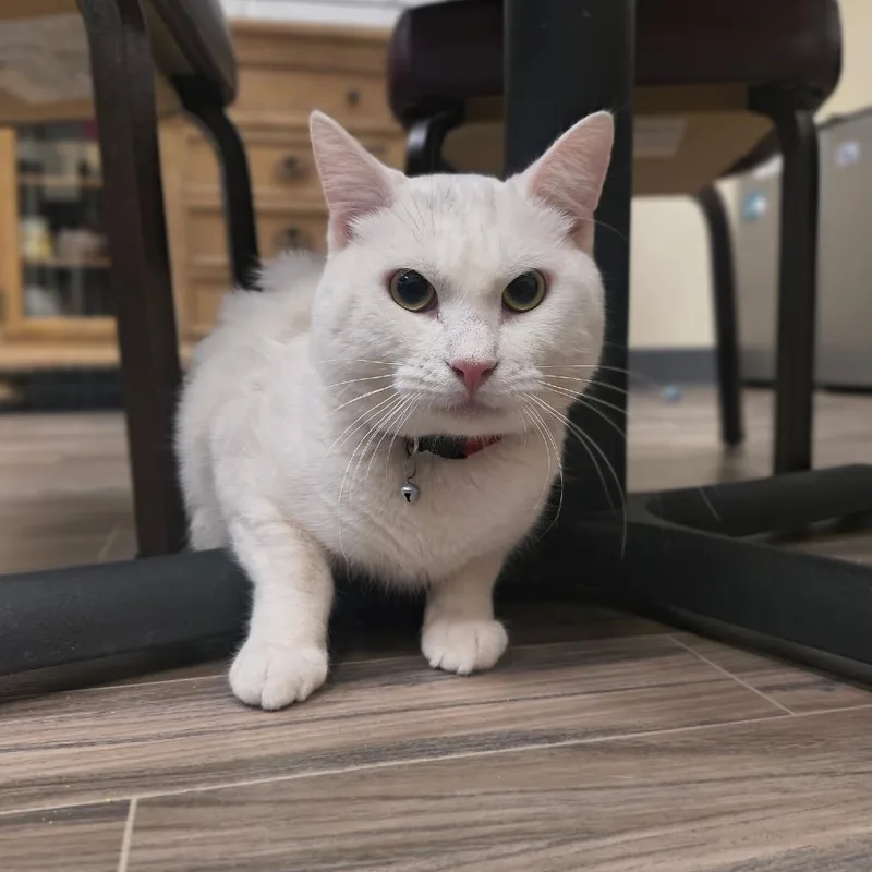 A young large-sized male White Domestic Short Hair cat named Ghost for adoption in Las Vegas, NV