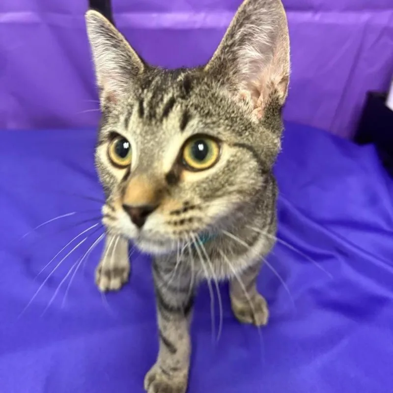 A baby medium-sized male Black Domestic Short Hair cat named Kanon for adoption in North Myrtle Beach, SC