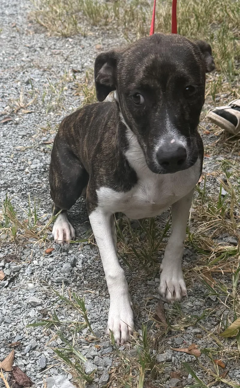 A young medium-sized female Mixed Breed dog named Peaky for adoption in Elizabethtown, NC