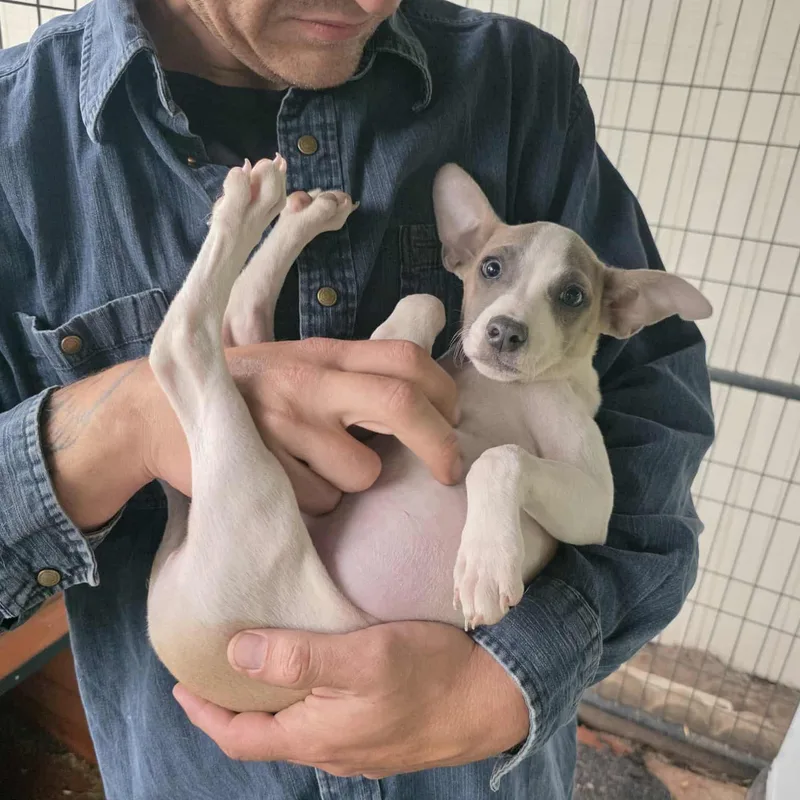 Cherry thumbnail 3