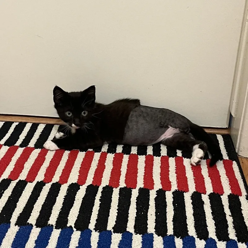 A baby small-sized male Black Domestic Short Hair cat named Beans for adoption in Costa Mesa, CA