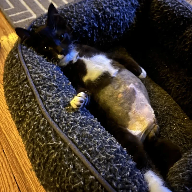 Beans thumbnail 6