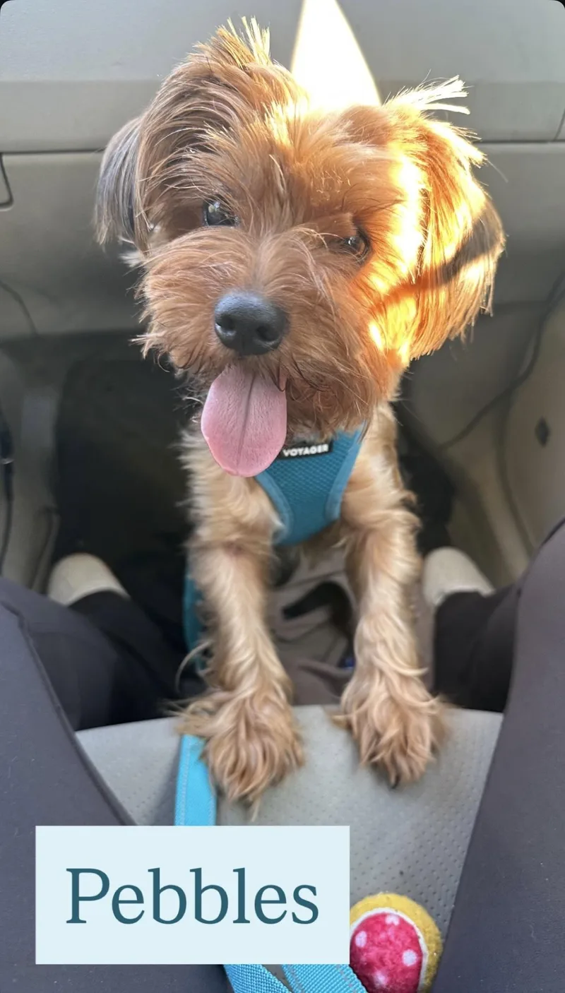 Pebbles
