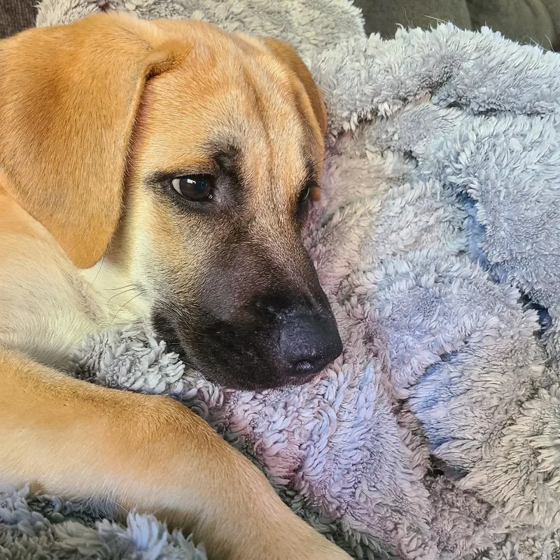 A baby medium-sized male Yellow / Tan / Blond / Fawn Labrador Retriever dog named Rocky D for adoption in Minnetonka, MN