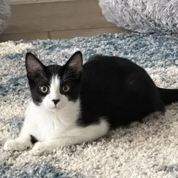 A baby medium-sized male Black & White / Tuxedo American Shorthair cat named Max for adoption in Schertz, TX
