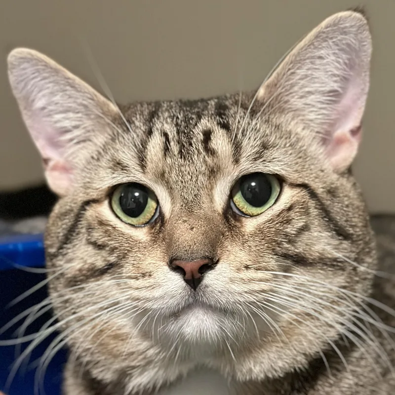 An adult medium-sized male Tabby (Tiger Striped) Domestic Short Hair cat named Phyllo for adoption in Victor, NY