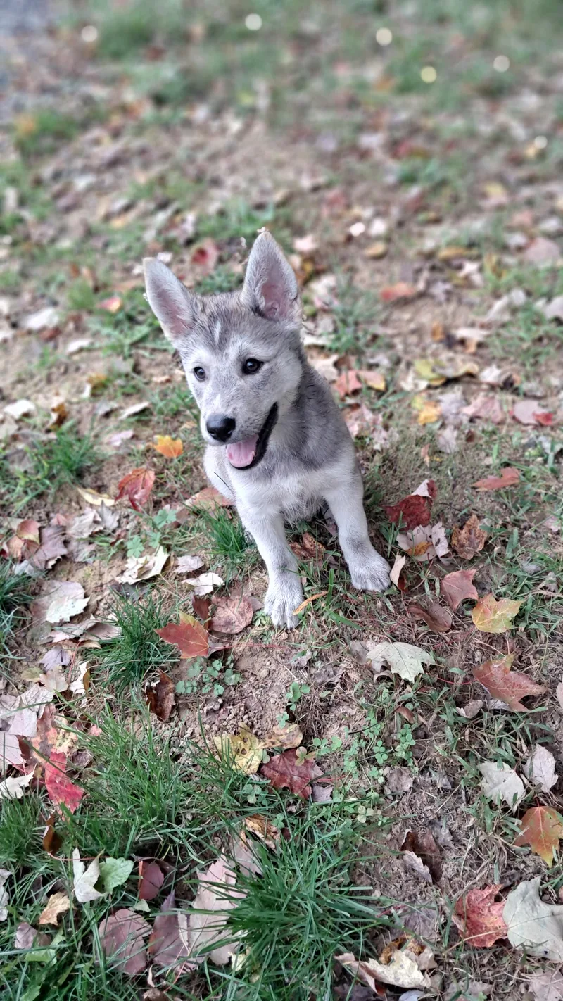 A baby medium-sized male Husky dog named Puppy boy Ezra for adoption in Blue Bell, PA