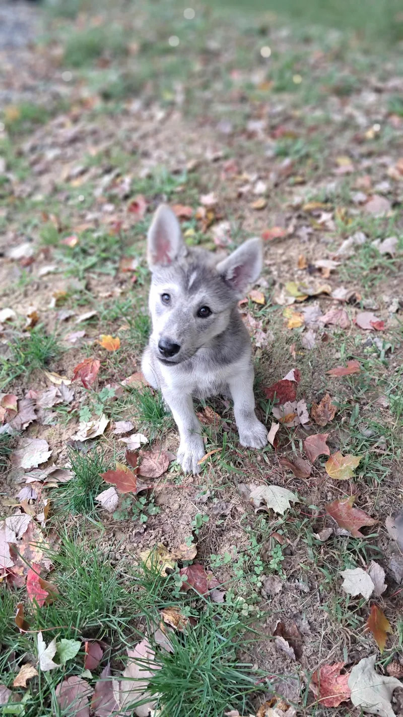Puppy boy Ezra thumbnail 2