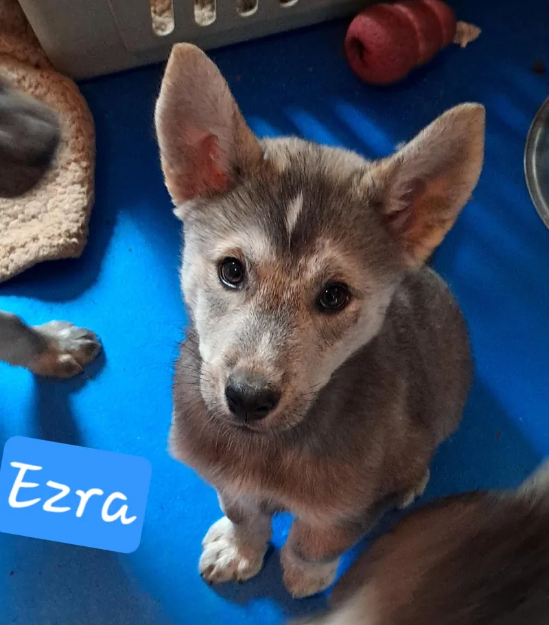 Puppy boy Ezra thumbnail 5