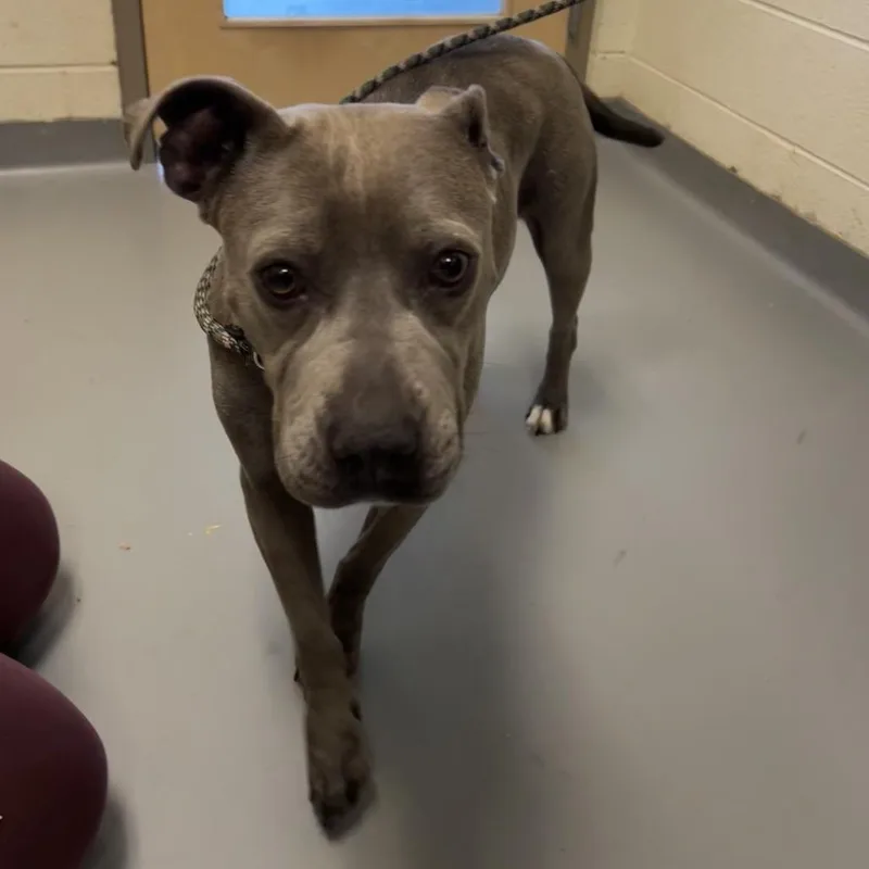 An adult medium-sized female Gray / Blue / Silver Mixed Breed dog named Marley for adoption in Asheville, NC