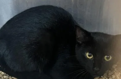 An adult small-sized female Domestic Short Hair cat named Sarai for adoption in Chamblee, GA