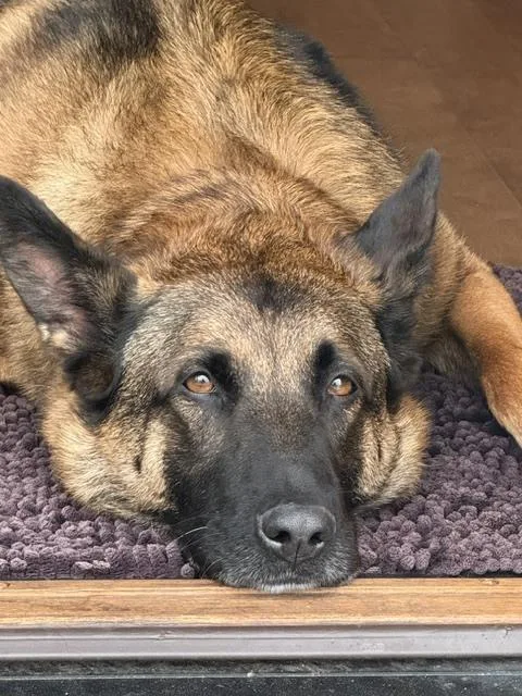 An adult large-sized male Tricolor (Brown, Black, & White) Belgian Shepherd / Malinois dog named Ciro in CA for adoption in Imlay City, MI