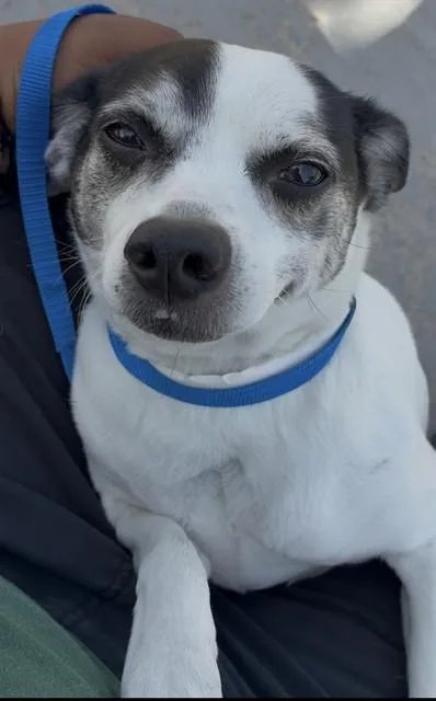 Pepper