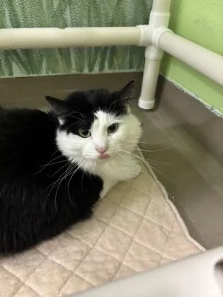 An adult small-sized female Domestic Short Hair cat named Gizmo for adoption in Knoxville, TN