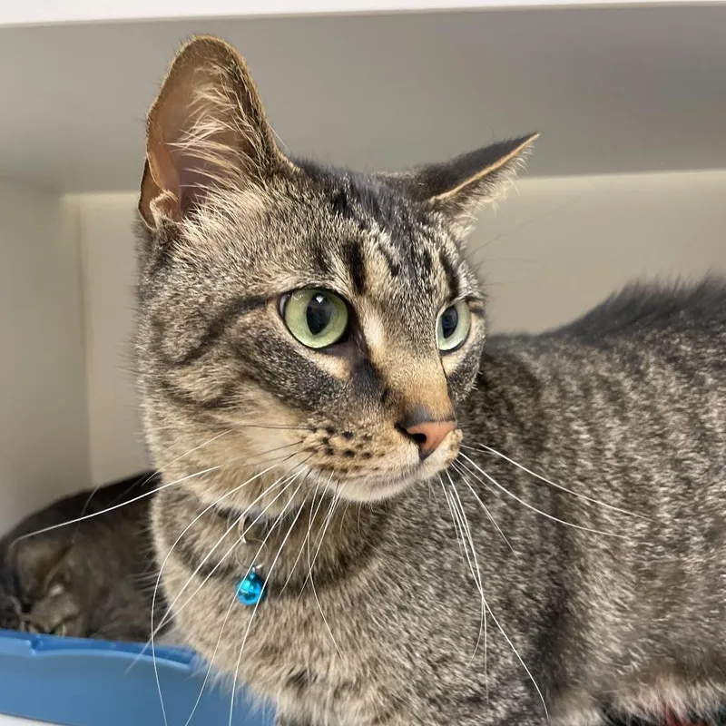 An adult large-sized male Brown / Chocolate Domestic Short Hair cat named Quill for adoption in Champaign, IL