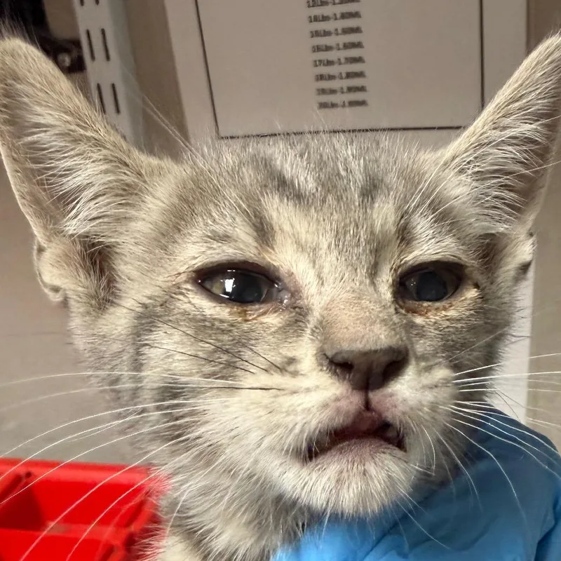 A baby small-sized male Gray / Blue / Silver Domestic Short Hair cat named Pandeiro for adoption in Yuma, AZ