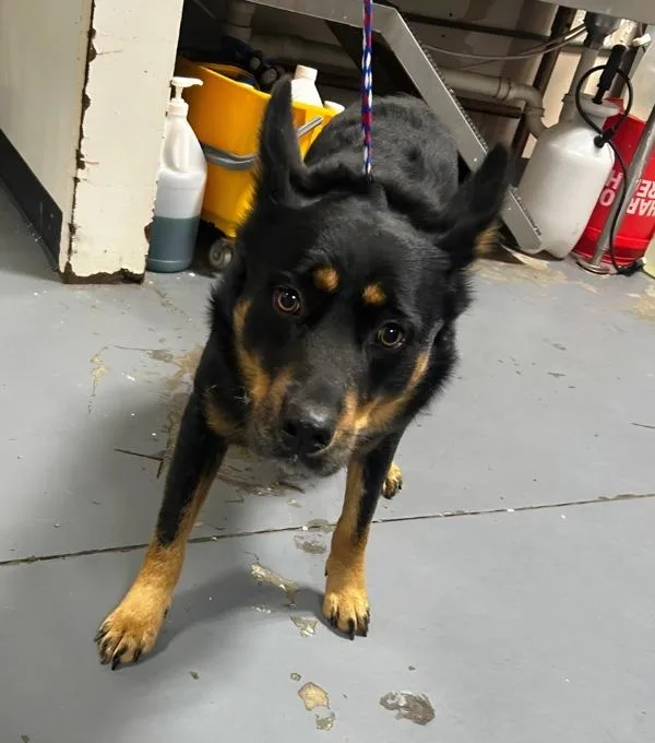 An adult large-sized male Shepherd dog named Jackson for adoption in Dallas, GA