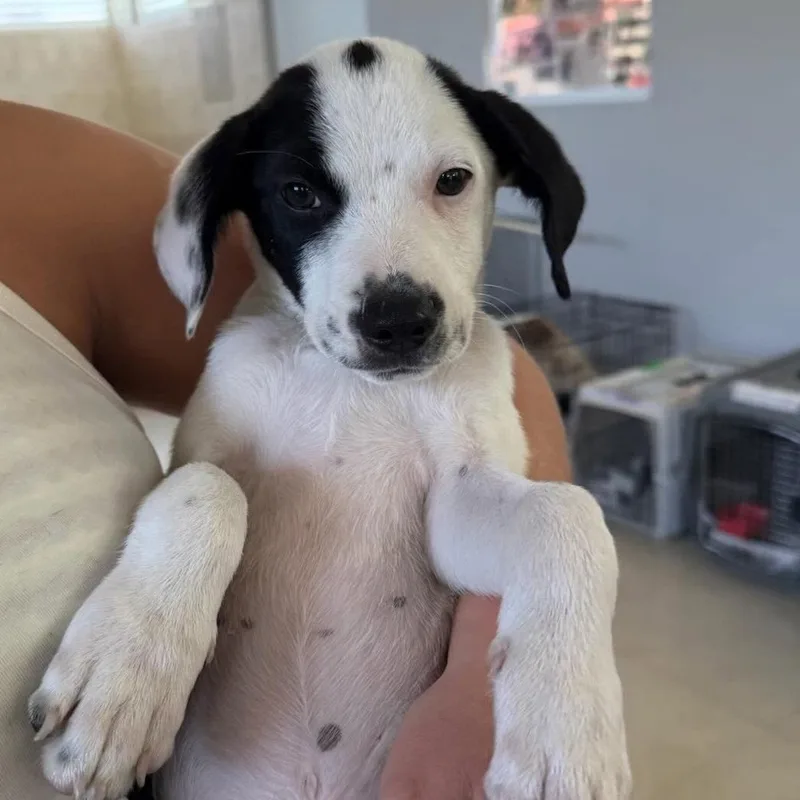 A baby medium-sized male Labrador Retriever dog named Snoopy for adoption in Lake Hopatcong, NJ
