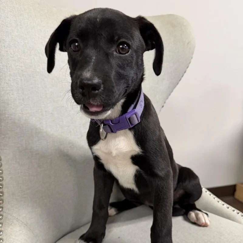 A baby medium-sized female Black Labrador Retriever dog named Allie for adoption in Corinth, MS