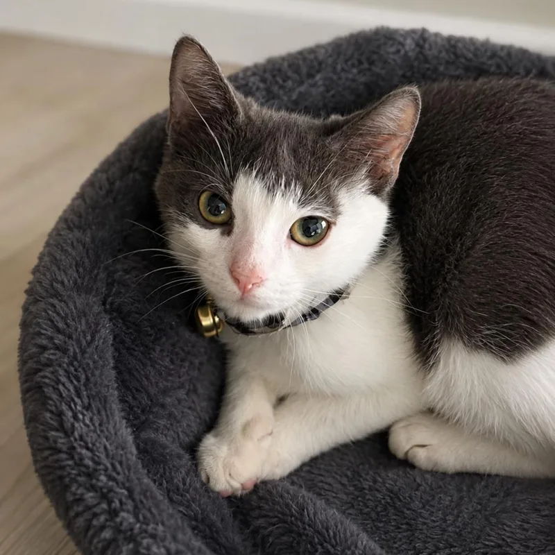 A baby small-sized male Gray / Blue / Silver Domestic Short Hair cat named Arielo for adoption in Miami, FL