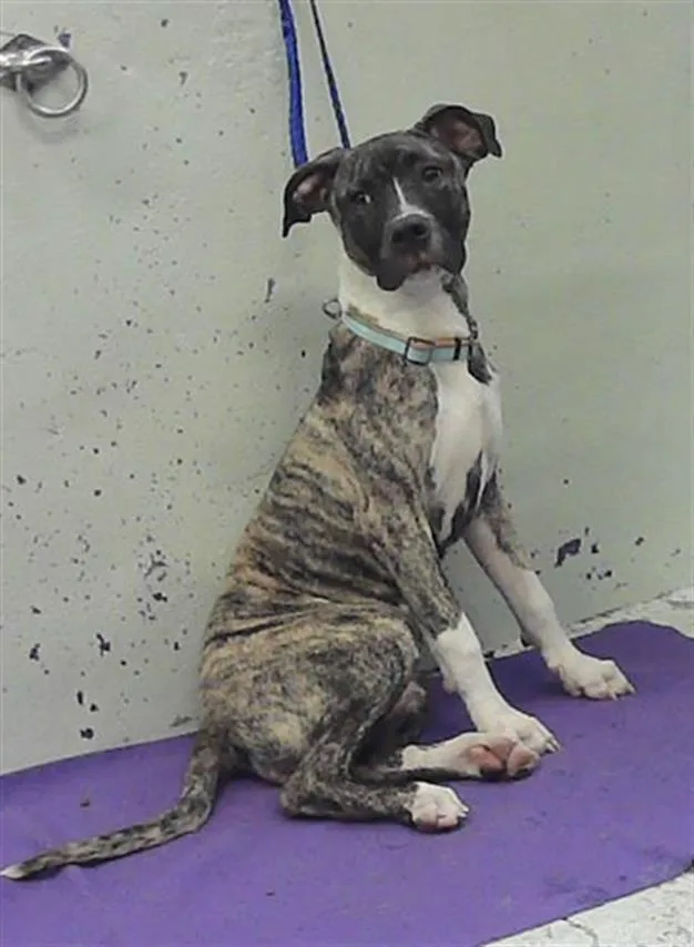 A young medium-sized female Staffordshire Bull Terrier dog named Journey for adoption in Houston, TX