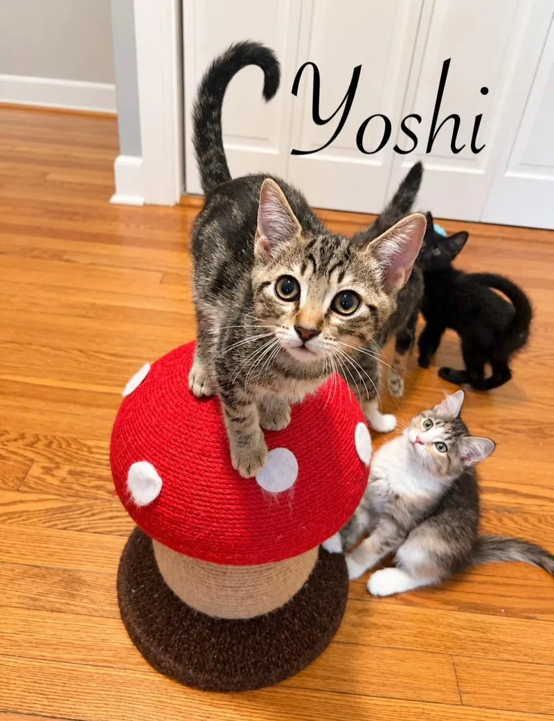 A baby medium-sized male Tabby cat named Yoshi for adoption in Naugatuck, CT