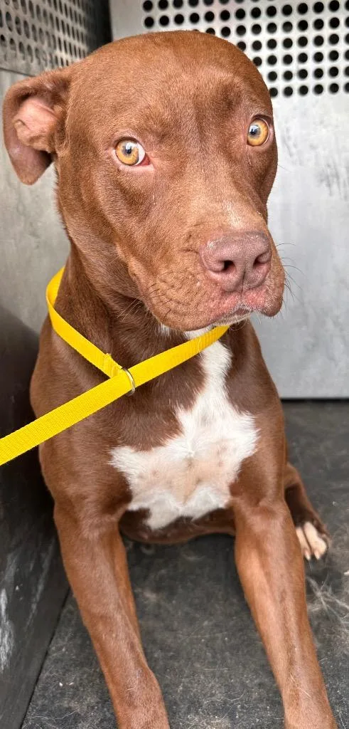 A young medium-sized female American Bulldog dog named Stella for adoption in Rome, GA