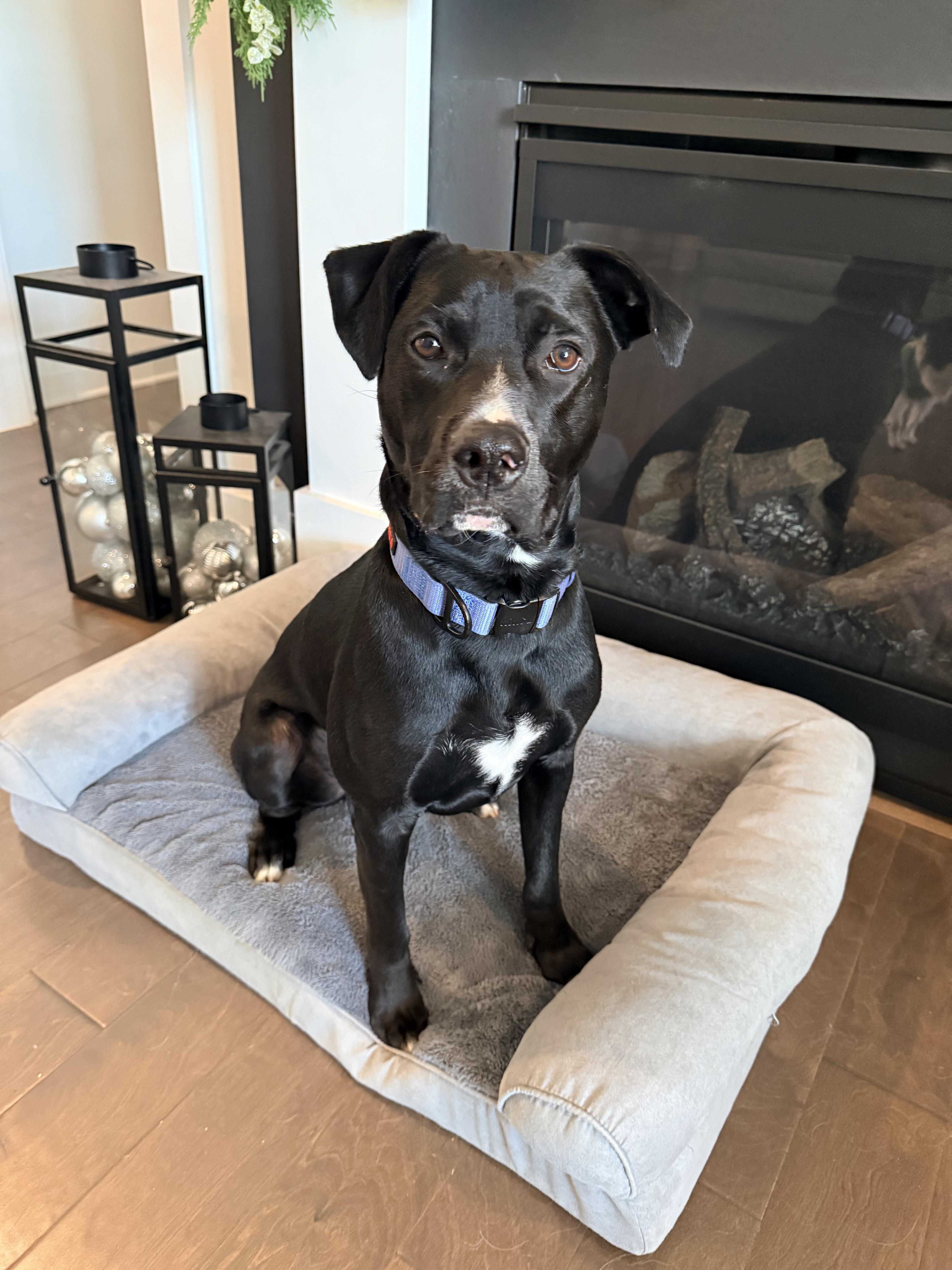A young large-sized male Black Labrador Retriever dog named Kirby for adoption in Fort Mill, SC