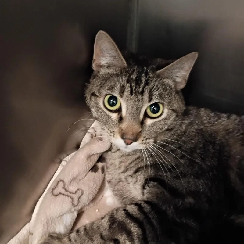 An adult medium-sized female Torbie Domestic Short Hair cat named Kami for adoption in Show Low, AZ
