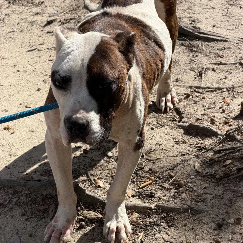 A young medium-sized male Brindle Mixed Breed dog named StrayBernardDrive for adoption in Columbus, GA