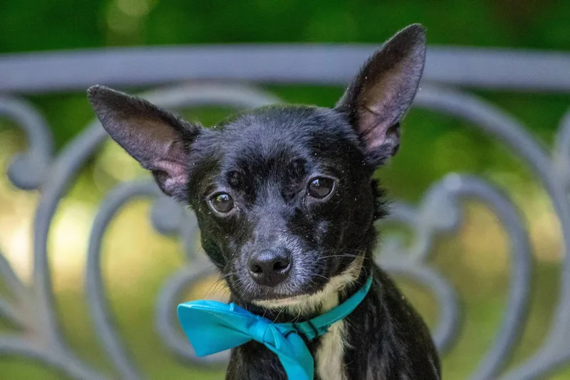 An adult small-sized male Black Chihuahua dog named Sobaka for adoption in Sevierville, TN