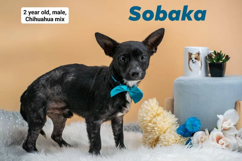 Sobaka thumbnail 3