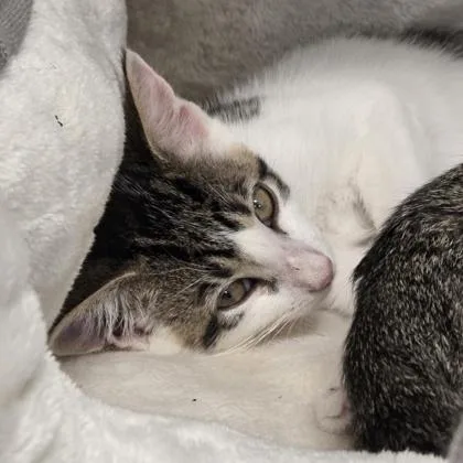 A baby small-sized male Domestic Short Hair cat named Lucky for adoption in Voorhees, NJ