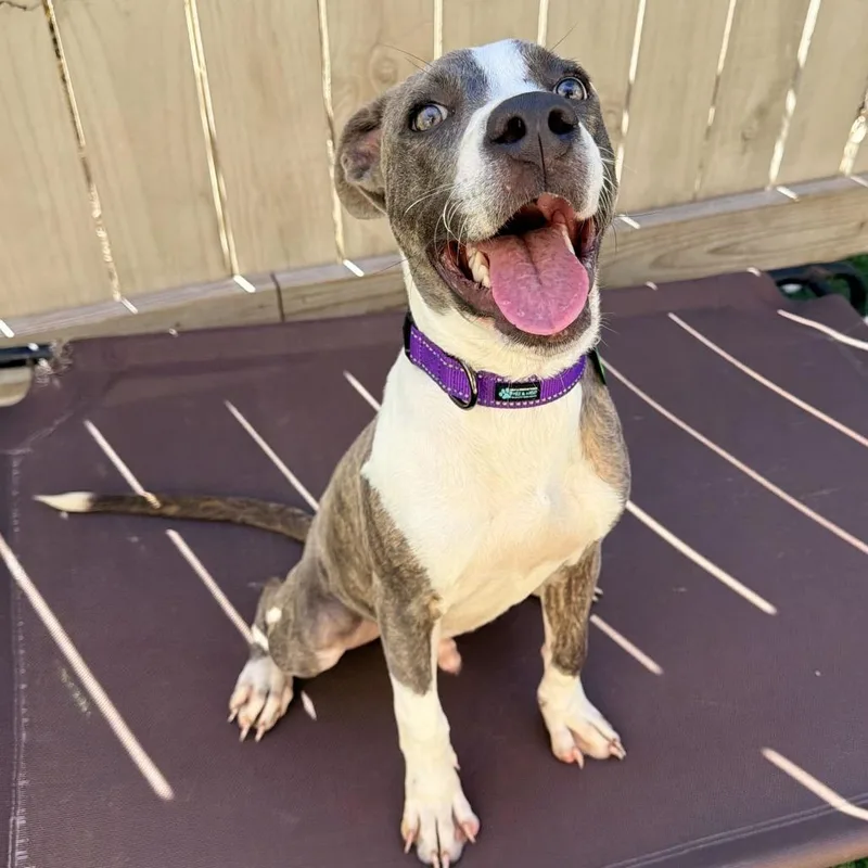 A baby large-sized male Catahoula Leopard Dog dog named Sully Sullivan III for adoption in New Orleans, LA