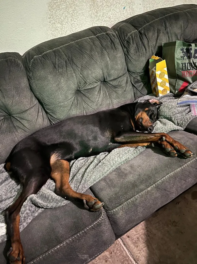 A young medium-sized female Doberman Pinscher dog named Vesper for adoption in Saint Charles, MO