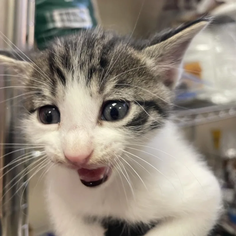 A baby small-sized male Brown / Chocolate Domestic Short Hair cat named Swedish Fish for adoption in Reno, NV