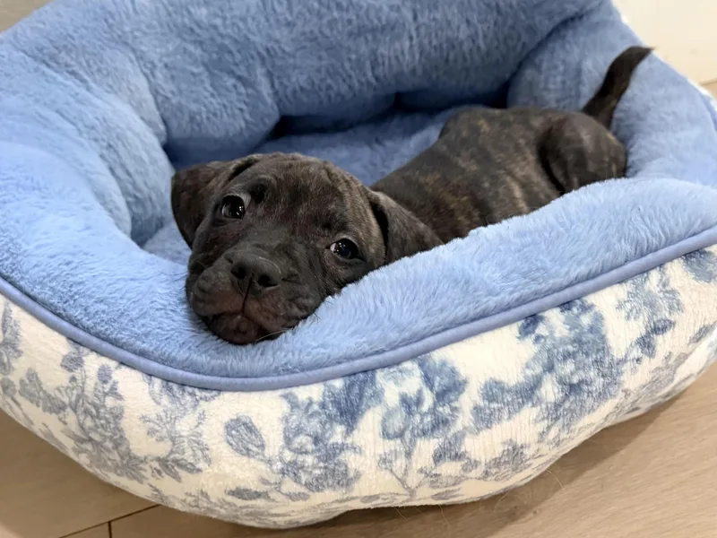 A baby medium-sized female Brindle Plott Hound dog named Nore for adoption in Las Vegas, NV