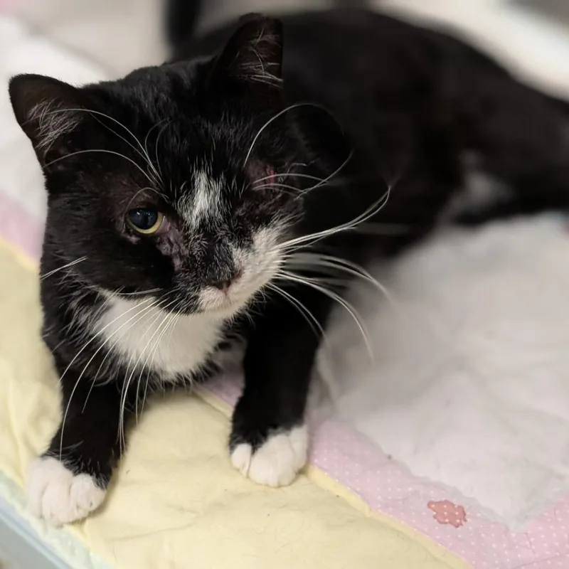 An adult small-sized male Domestic Short Hair cat named Nelson for adoption in Buchanan Dam, TX