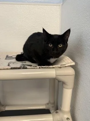 A young medium-sized male Domestic Short Hair cat named Spellza for adoption in Mount Pleasant, IA