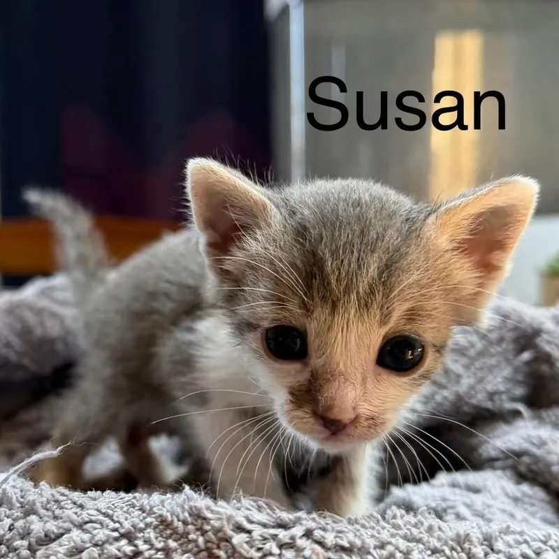 A baby small-sized female Lilac Point Domestic Short Hair cat named Susan for adoption in Nampa, ID