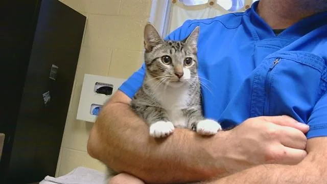 A baby medium-sized male Domestic Short Hair cat named Robot Rock for adoption in Cookeville, TN