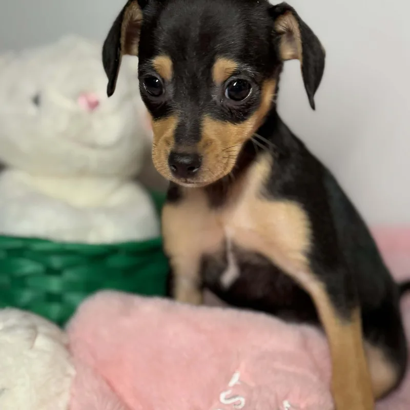 A baby small-sized female Bicolor Chihuahua dog named Calliope for adoption in Tylertown, MS