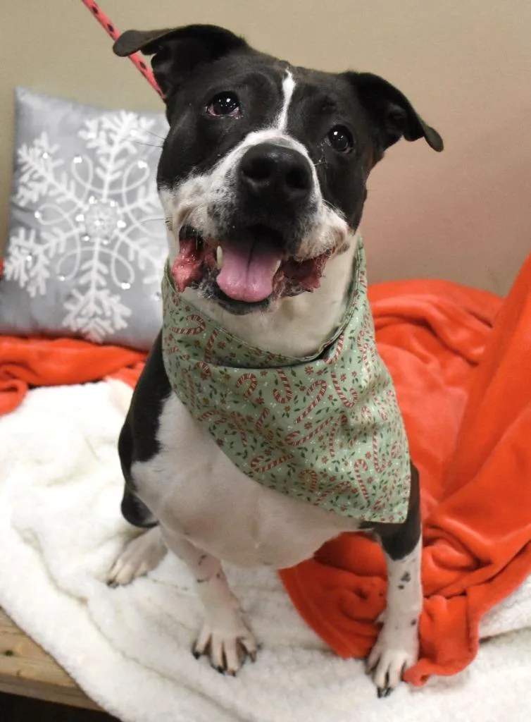 A young medium-sized female Pit Bull Terrier dog named Juniper for adoption in Christiansburg, VA