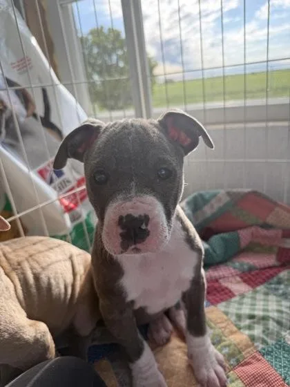 An adult small-sized female Pit Bull Terrier dog named Suki for adoption in St. Anne, IL