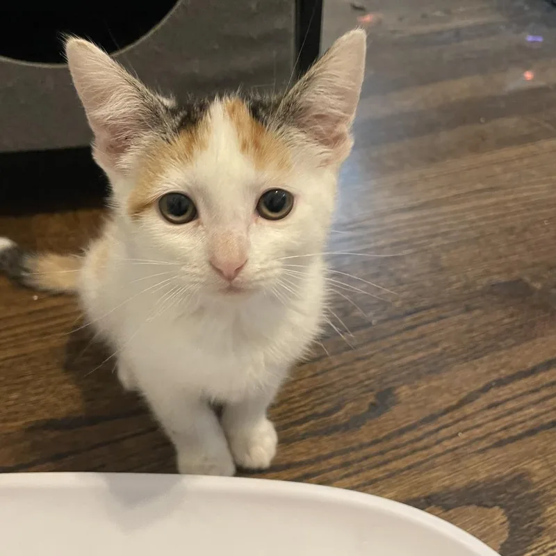 A baby small-sized female Calico Domestic Short Hair cat named Just Wing It for adoption in Fredericksburg, VA