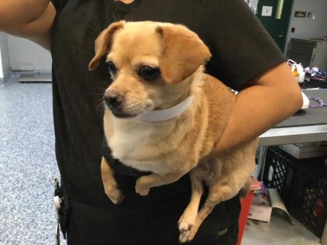 An adult small-sized female Chihuahua dog named Sailie for adoption in Riverside, CA