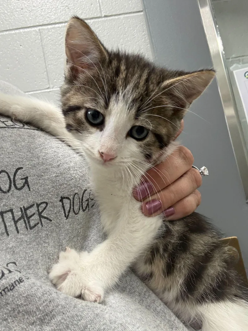 A baby small-sized male Black & White / Tuxedo Tabby cat named Orion for adoption in Jackson, MI